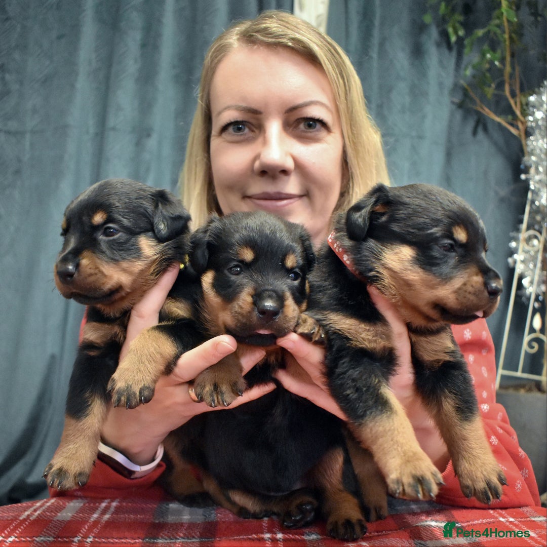Rottweiler dogs for sale: KC chunky rottweiler puppies - Advert 21
