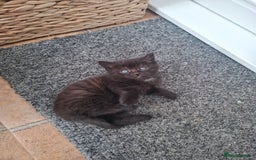 Mixed Breed cats for sale: Kittens  in Diss - Image 5