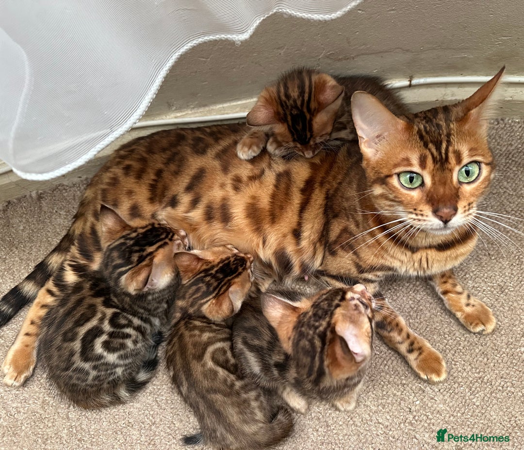 Bengal cats for sale: TICA Bengal kittens for sale . 🐱 - Image 22