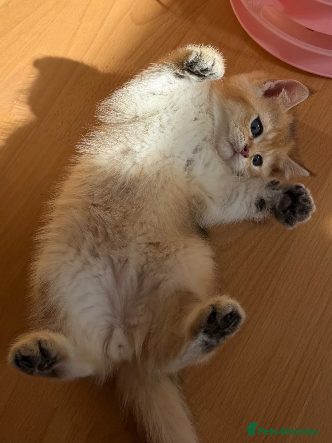 British Longhair cats for sale: GOLDEN BRITISH LONG HAIR KITTENS  - Advert 2