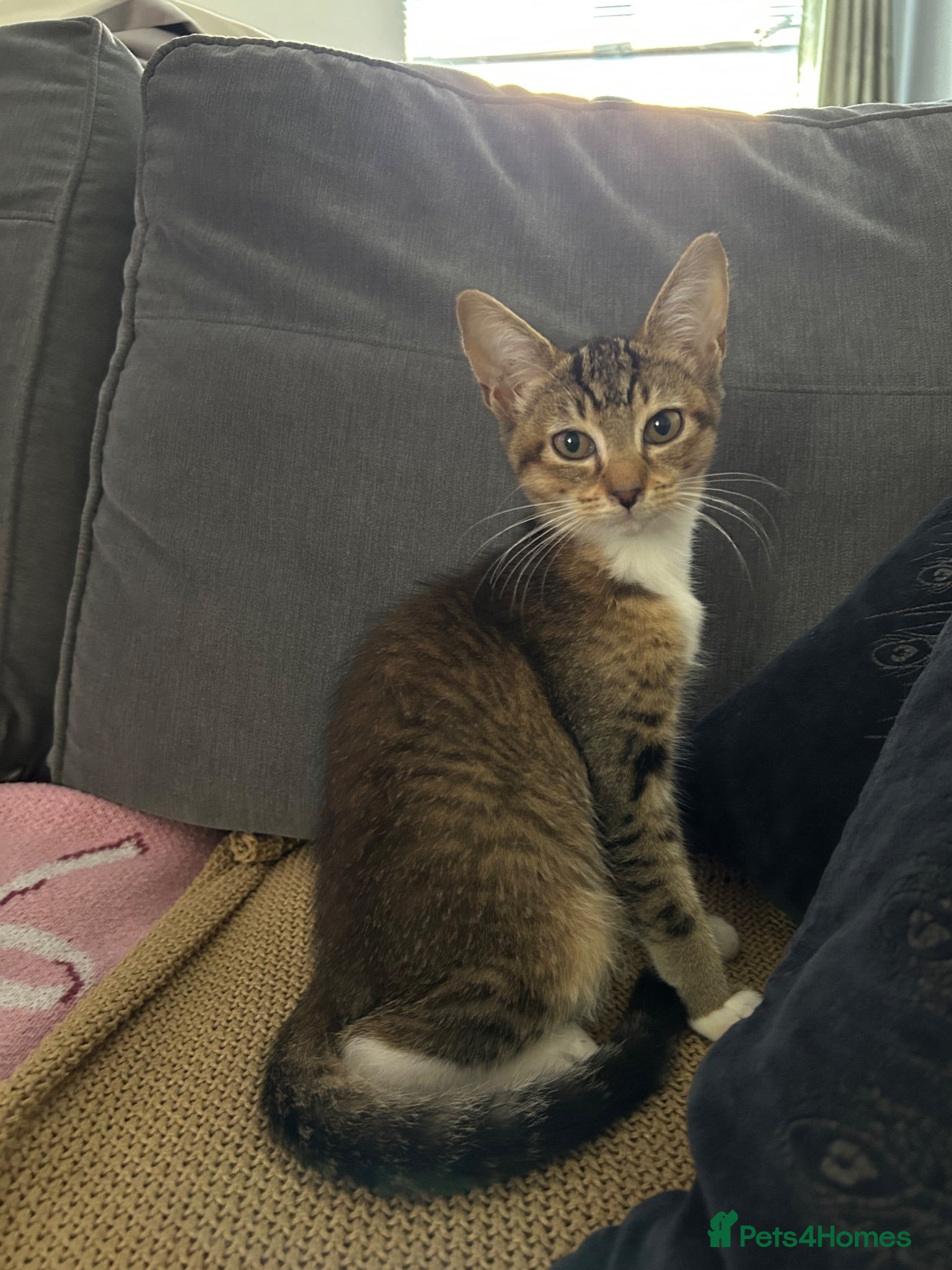 Mixed Breed cats 2 GORGEOUS GIRLS URGENTLY NEEDING HOMES - Advert 6