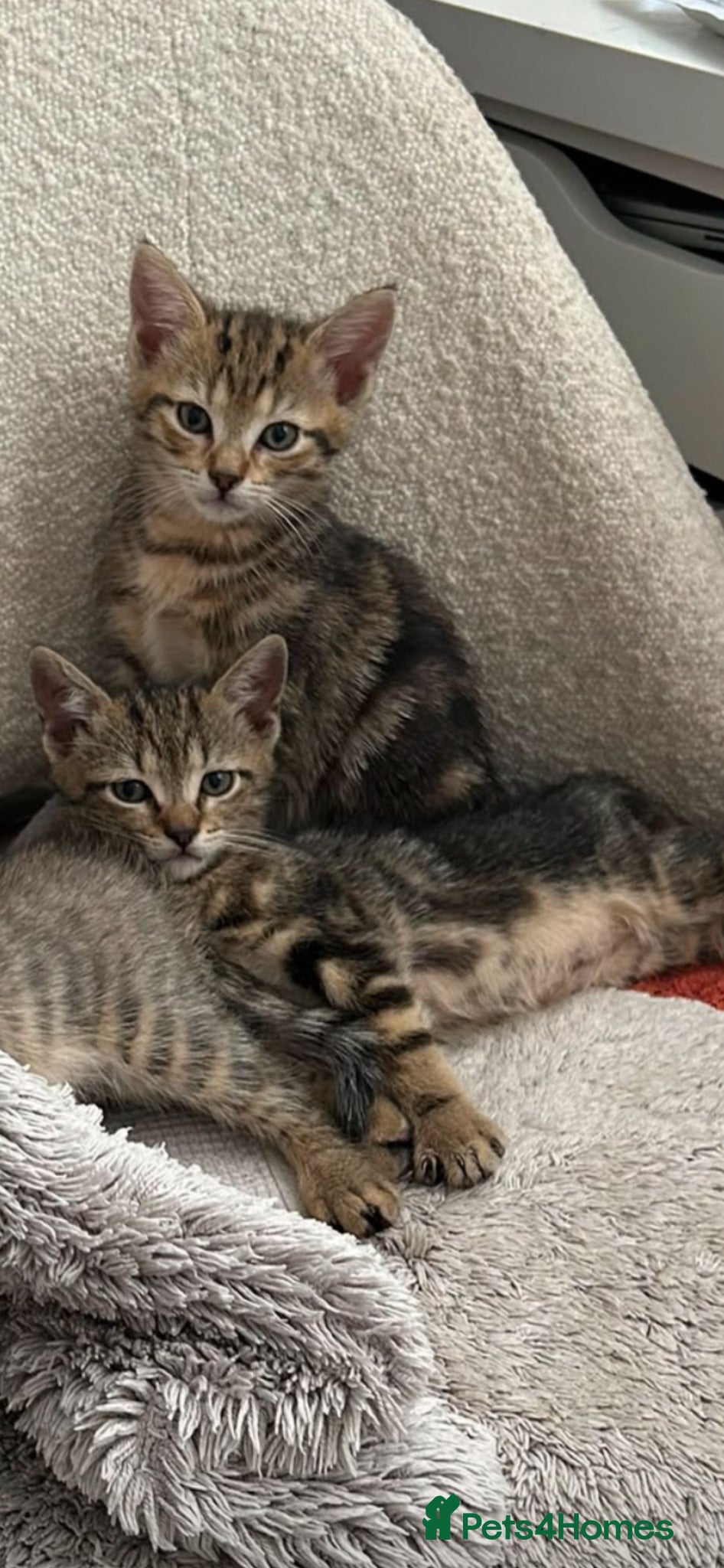 Mixed Breed cats Mixed breed kittens available  - Advert 1