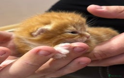 Mixed Breed cats for sale: 2 ginger males - Image 8