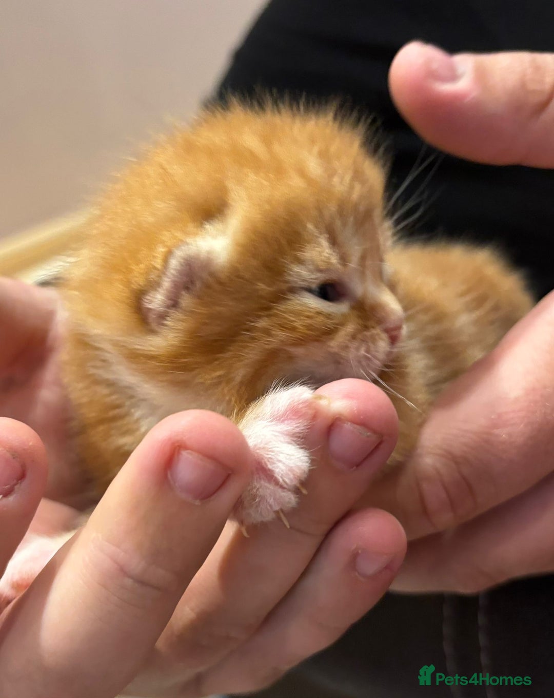 Mixed Breed cats for sale: 2 ginger males - Image 8