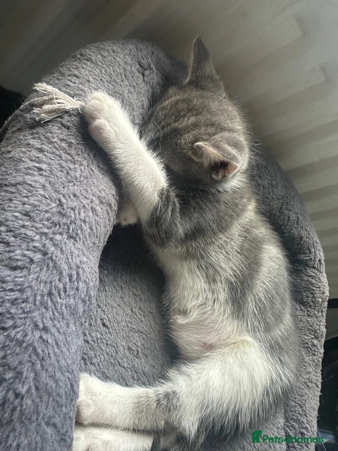 British Shorthair cats for sale: Beautiful Grey & White Male Kitten - Advert 6