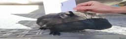 Guinea Pig rodents for sale: Baby Guinea Pigs  in Usk - Advert 2