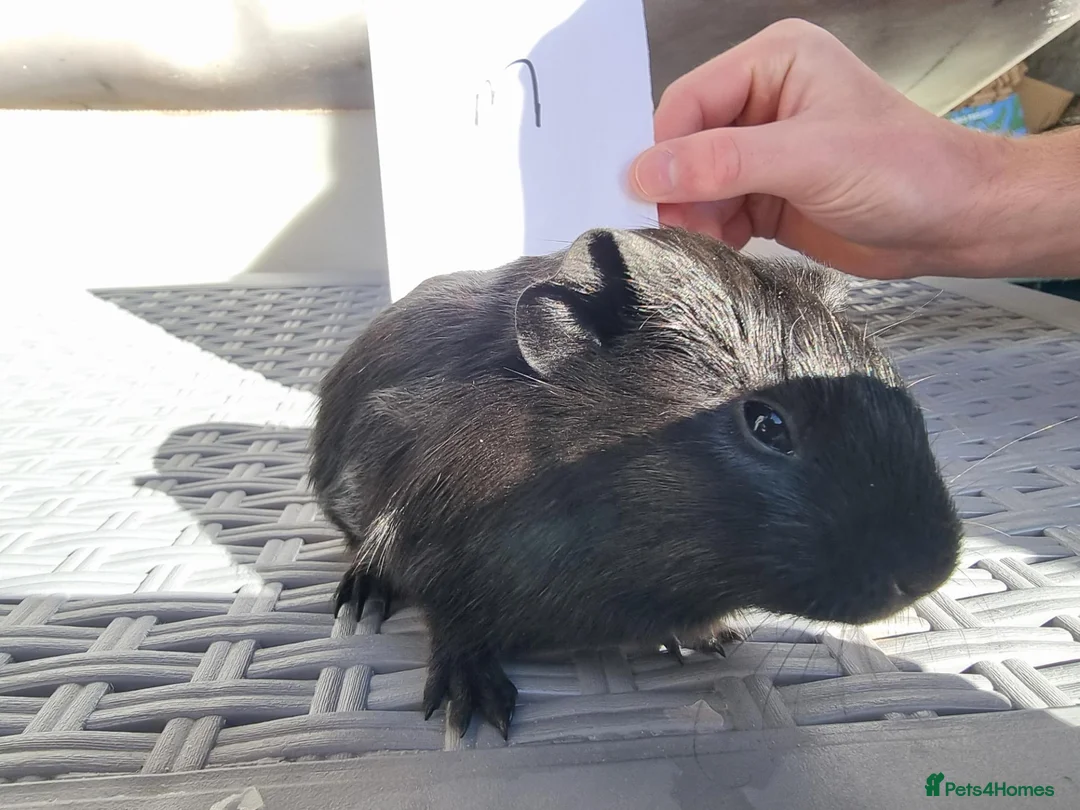 Guinea Pig rodents for sale: Baby Guinea Pigs  in Usk - Advert 2