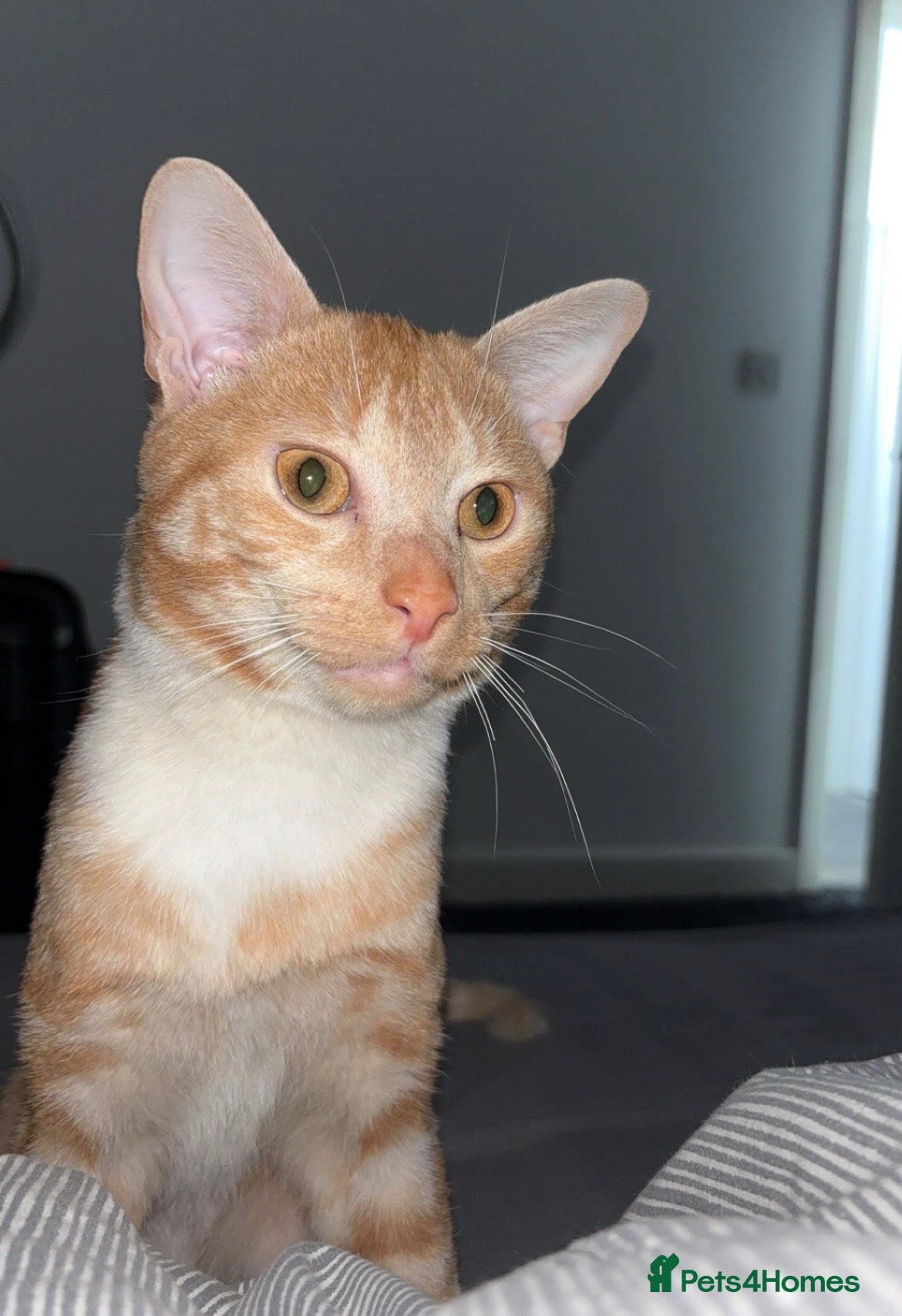 Mixed Breed cats Ginger male kitten - Advert 1