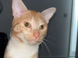 Mixed Breed cats Ginger male kitten - Advert 18