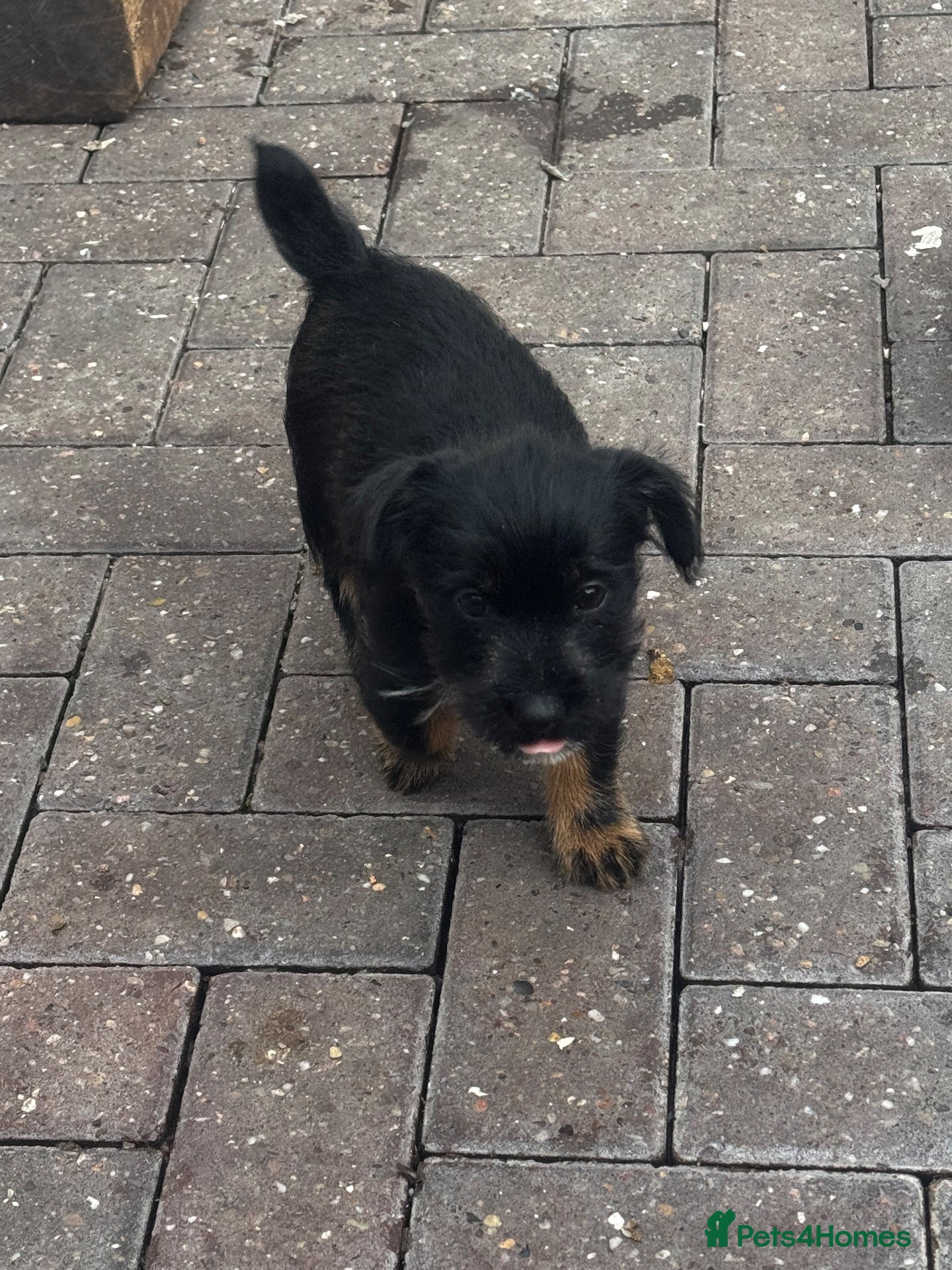 Jack Russell dogs for sale: jack Russle puppies - Advert 2