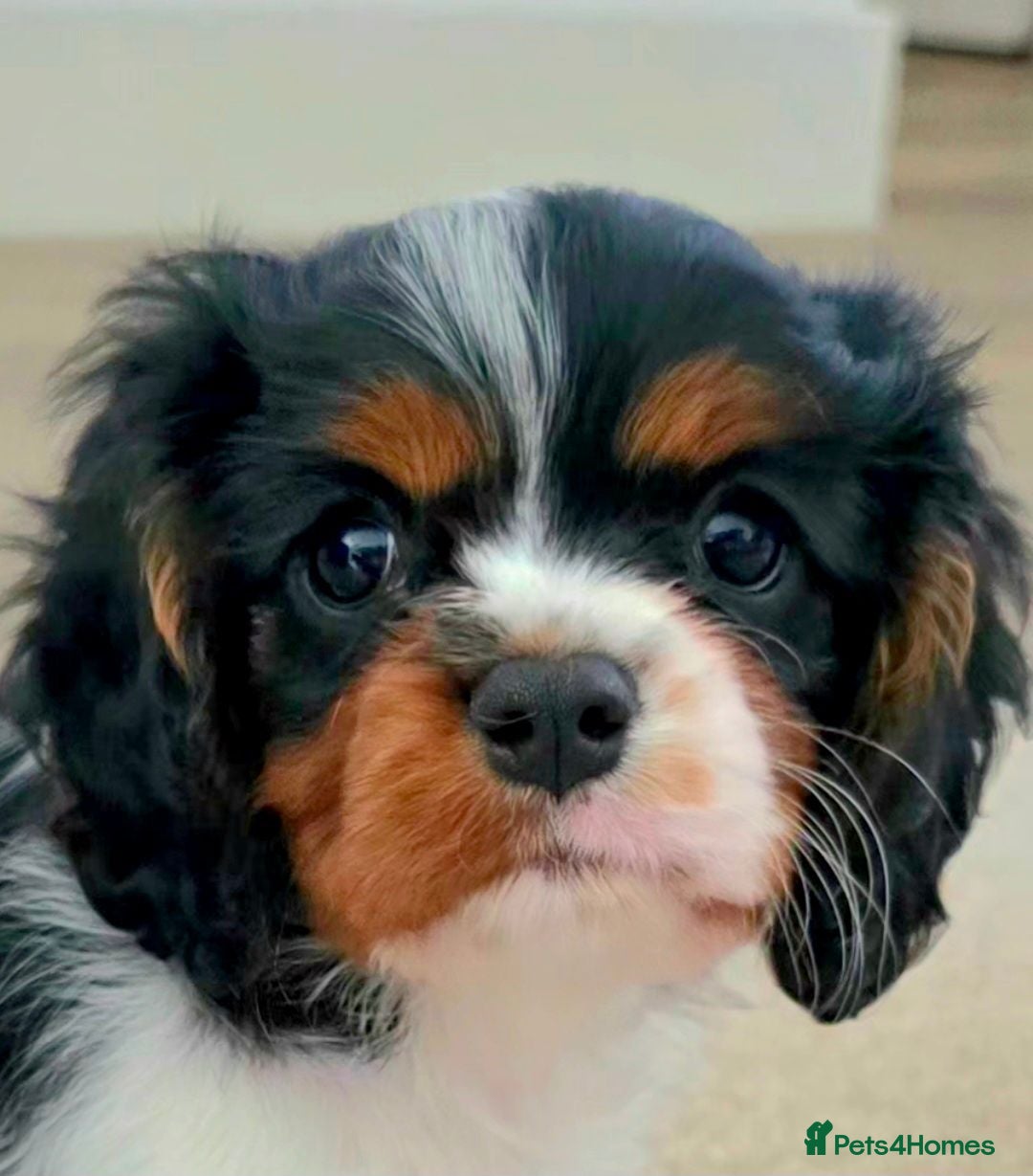 Cavalier King Charles Spaniel dogs Cavalier Puppies - Advert 7