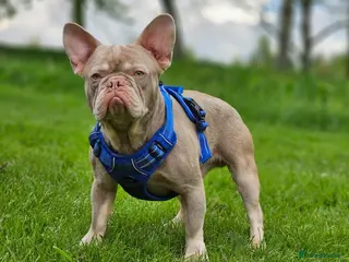 French Bulldog dogs New Shade & Tan for STUD - Advert 1