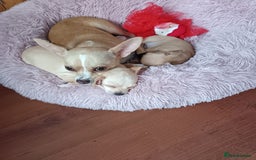 Chihuahua dogs for sale: Pup for sale - Image 6
