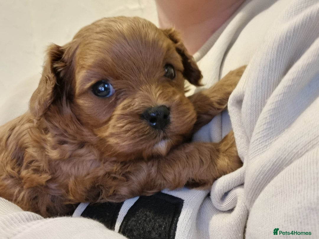 Cavapoo dogs for sale: Health tested cavapoo - Advert 2