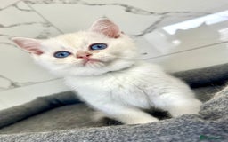 British Shorthair cats for sale: Last 2 adorable boys looking for a loving family  - Image 10