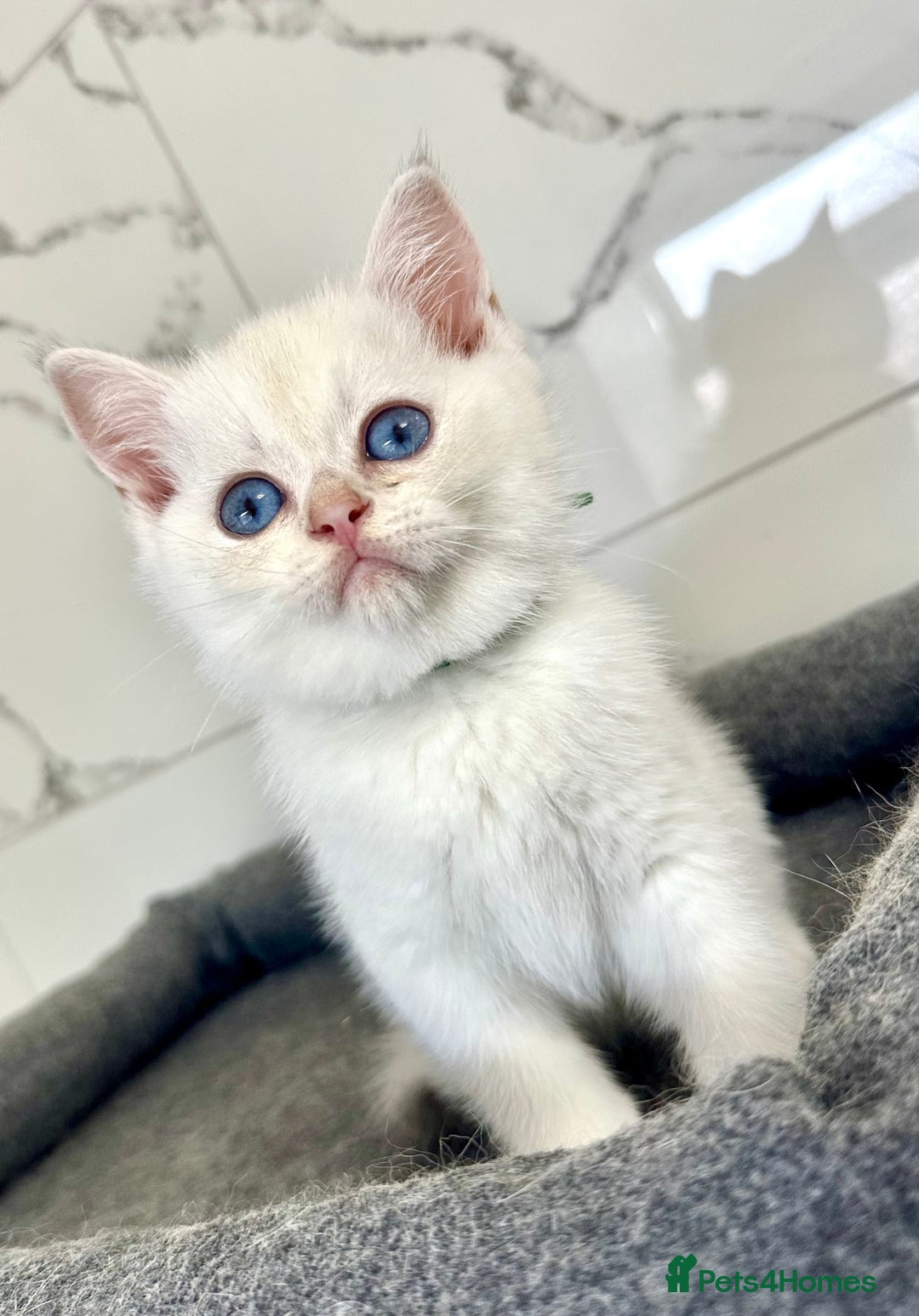 British Shorthair cats for sale: Last 2 adorable boys looking for a loving family  - Image 10