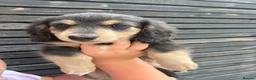 Miniature Dachshund dogs for sale: READY TO LEAVE unreal long hair KC stunning💙💕 - Advert 5