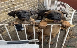 Presa Canario dogs for sale: Pressa Canario  - Image 5