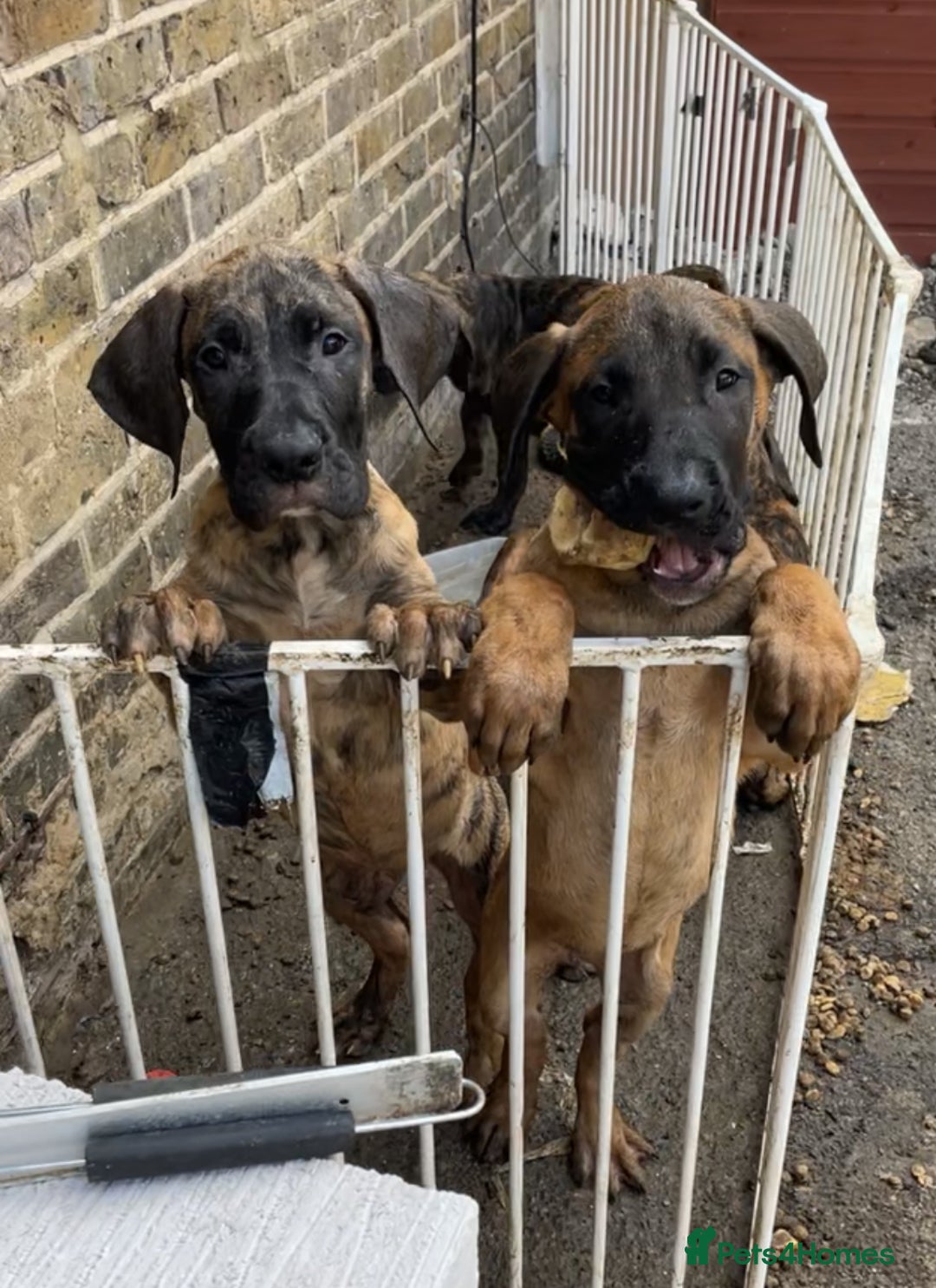 Presa Canario dogs for sale: Pressa Canario  - Image 5