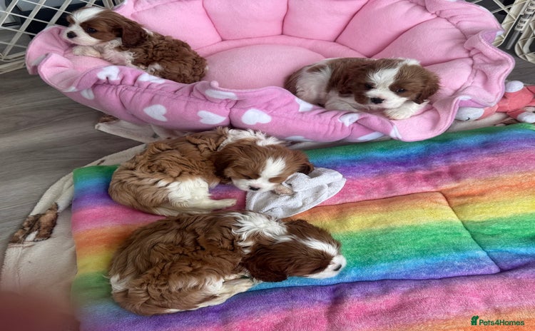 Cavalier King Charles Spaniel dogs - Advert 16