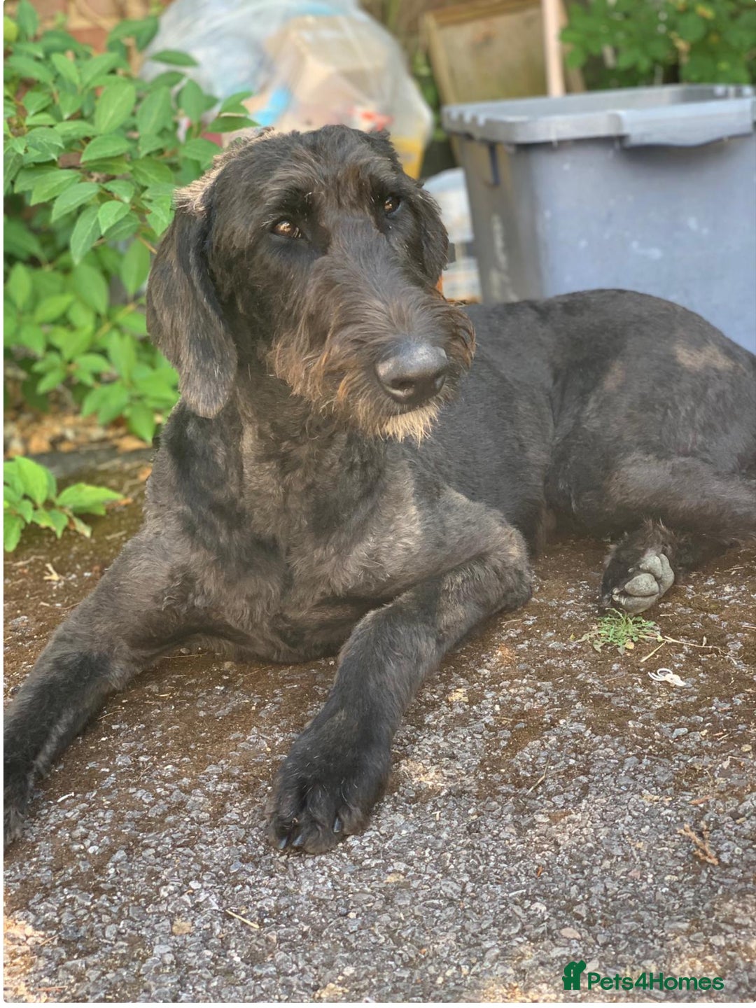 Mixed Breed dogs for sale: WOLFADOODLE F1B REVERSE. IRISH WOLFHOUND X  - Advert 9