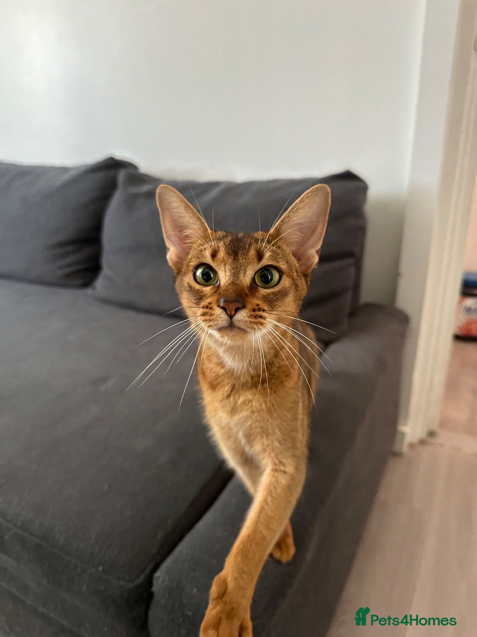 Abyssinian cats Queen 1 Year old - Advert 1