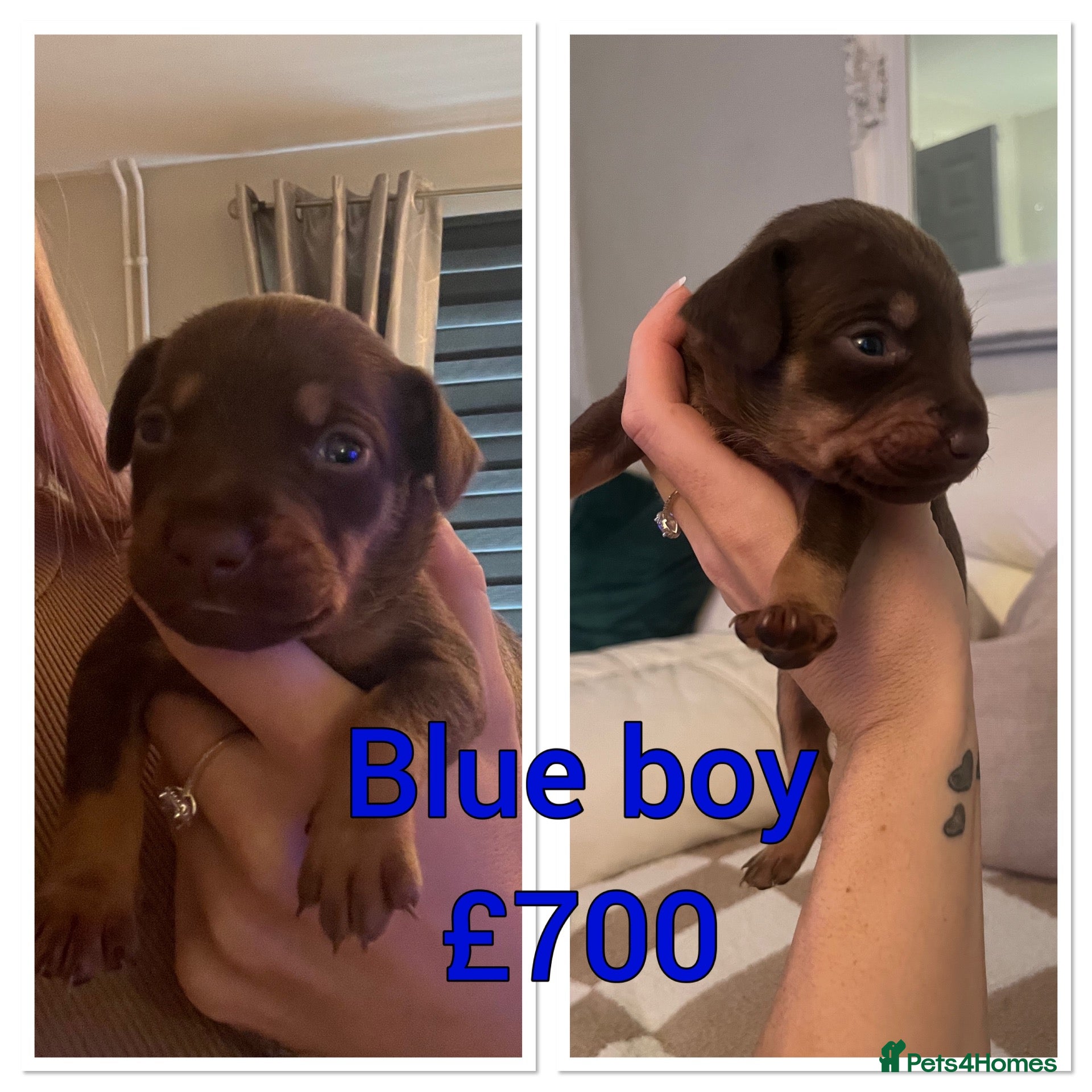 Mixed Breed dogs 7 Beautiful Frenchie x dashund pups  - Advert 10
