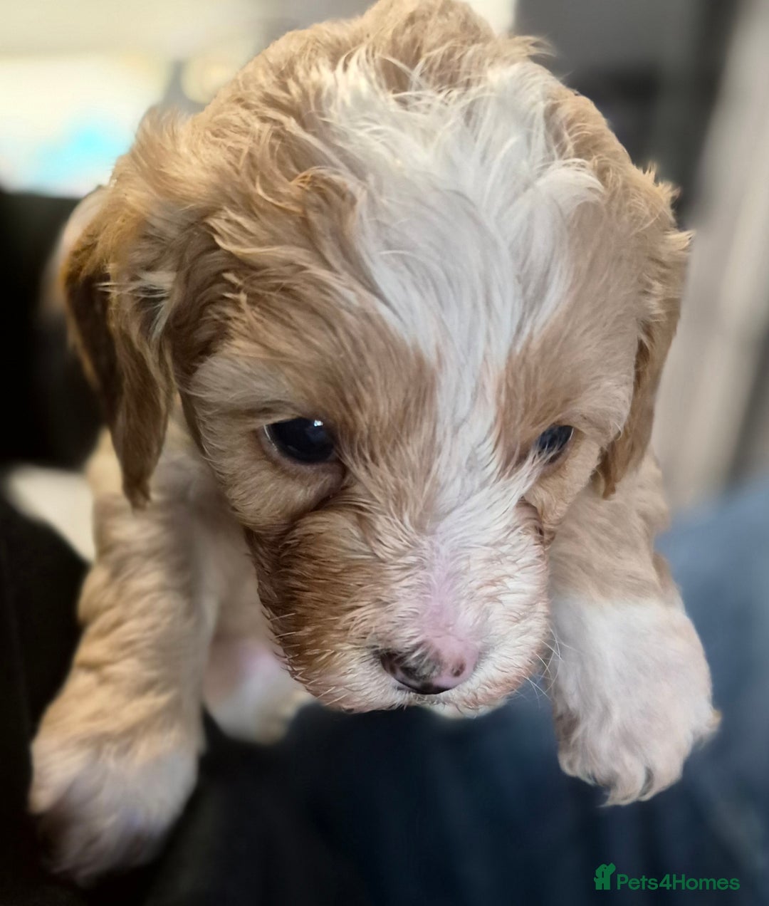 Cavapoo dogs for sale: Beautiful healthy cavapoo puppies - Image 10