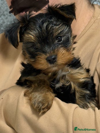 Yorkshire Terrier dogs - Advert 1