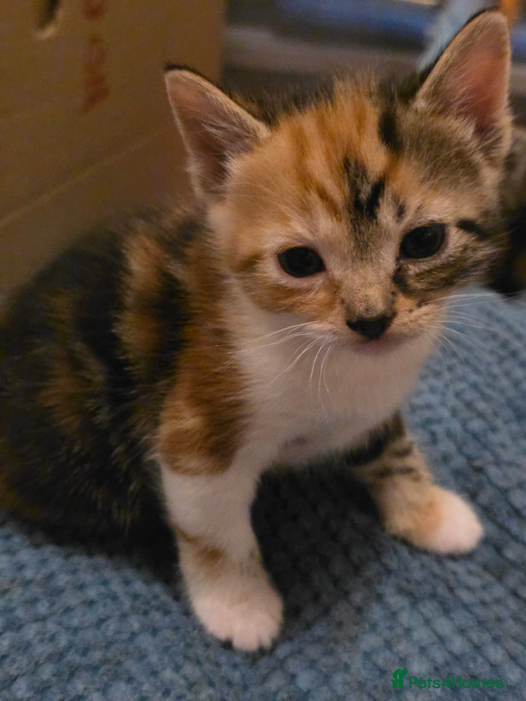 Mixed Breed cats for sale: Torbie/calico kittens - Advert 2