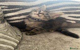 Maine Coon cats for sale: Maine coon kittens TICA registered  - Image 12