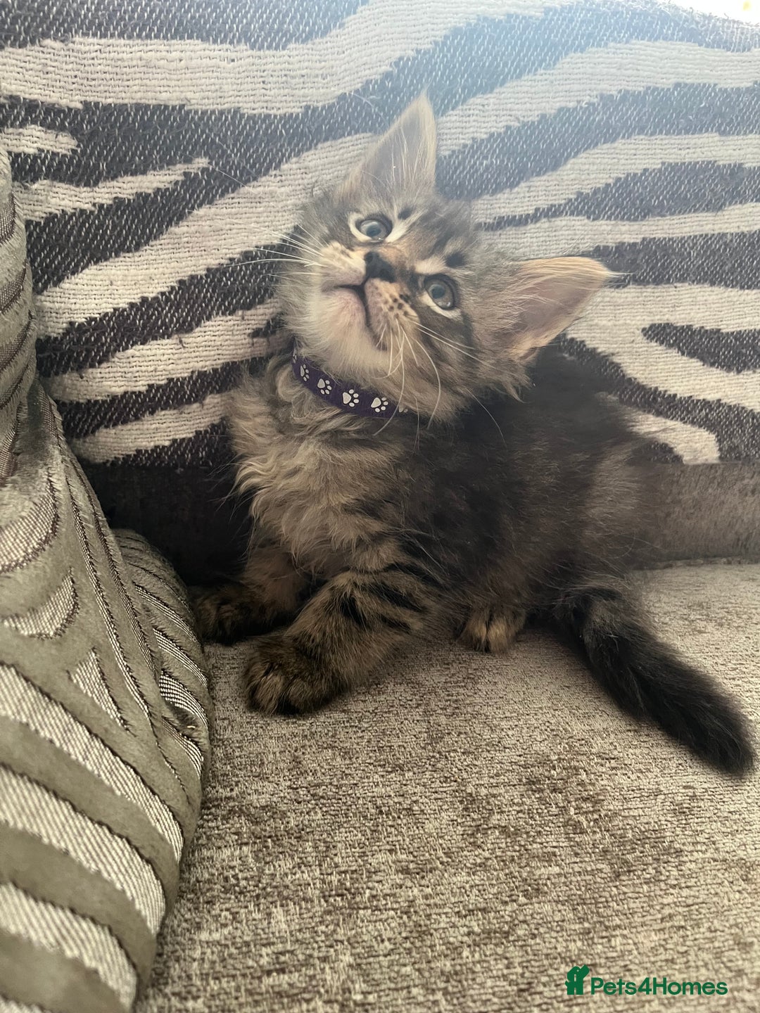 Maine Coon cats for sale: Maine coon kittens TICA registered  - Image 12