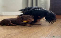 Miniature Dachshund dogs for sale: Long Haired Miniature Dachshunds - Image 13
