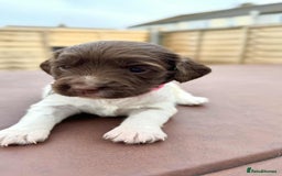 English Springer Spaniel dogs for sale: English springer spaniel puppies  - Image 13