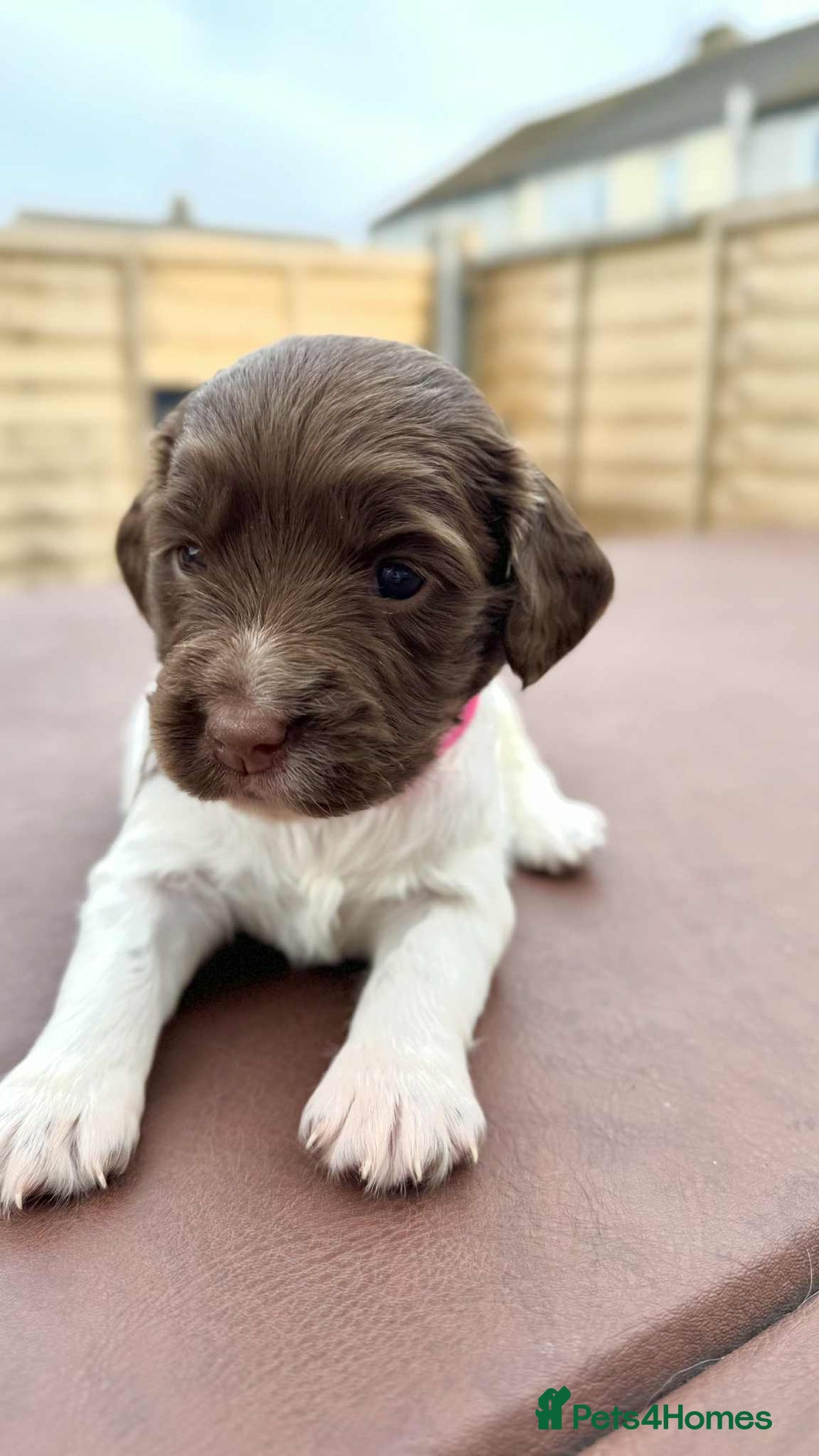 English Springer Spaniel dogs for sale: English springer spaniel puppies  - Image 13