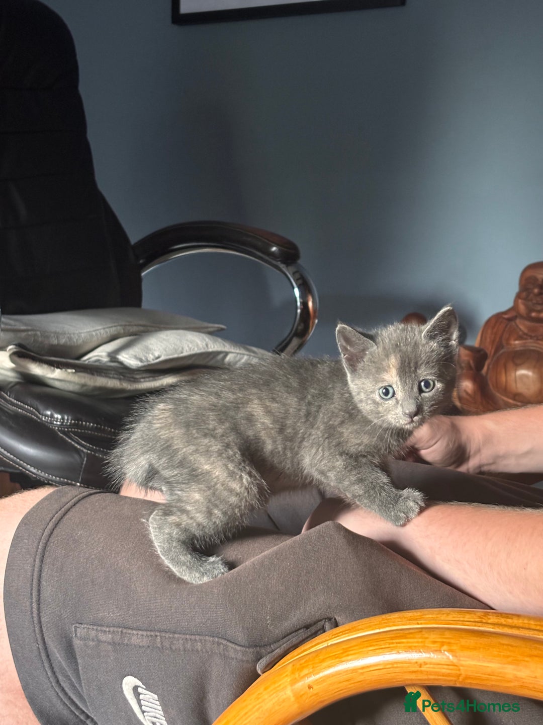 Mixed Breed cats for sale: 5 gorgeous kittens  - Image 9