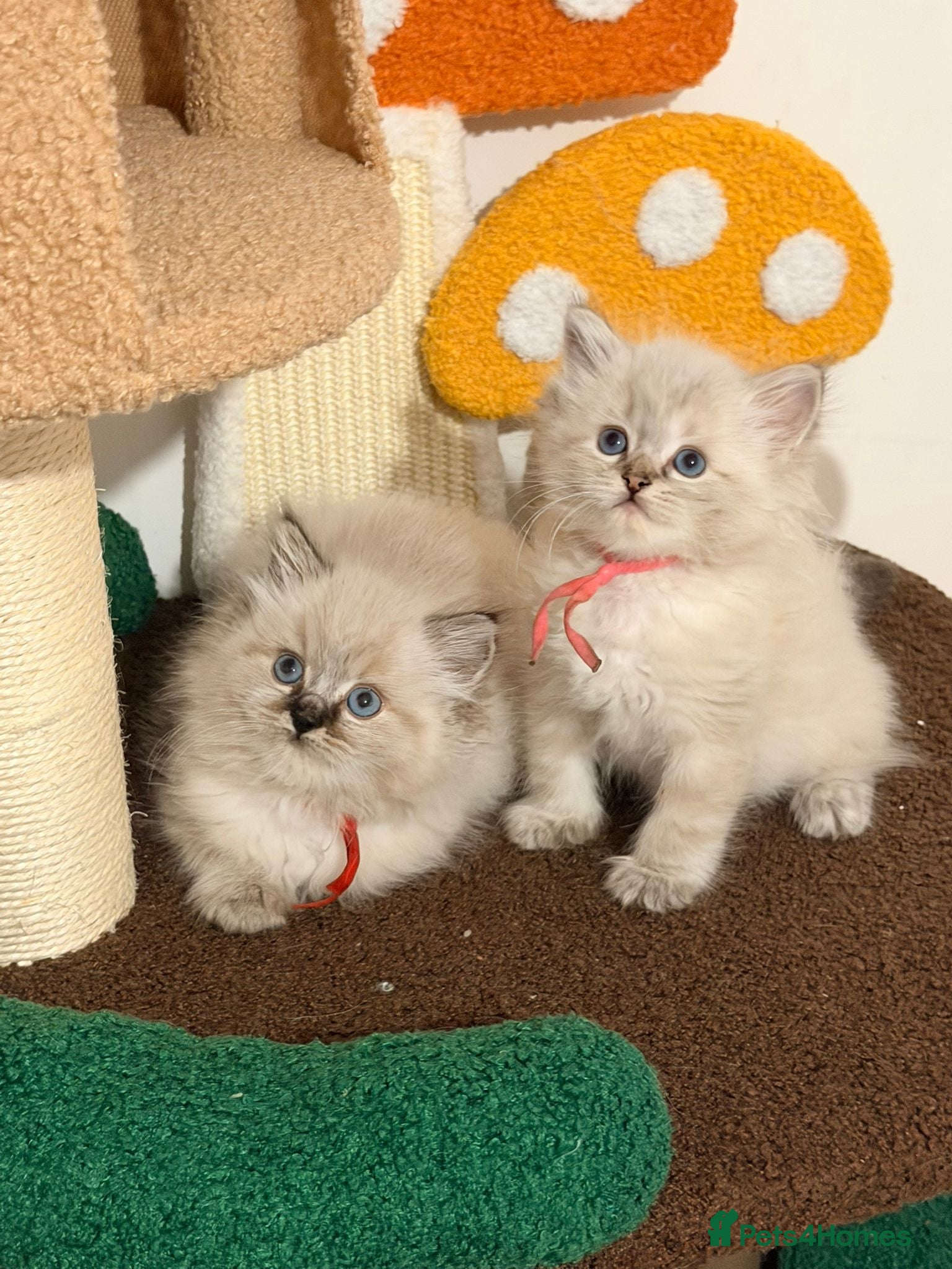 Ragdoll cats  Tica reg ragdoll and Cherubim ragdoll kittens  - Advert 18