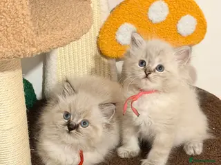 Ragdoll cats Tica reg ragdoll and Cherubim ragdoll kittens - Advert 18