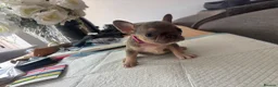 French Bulldog dogs for sale: French bulldog ( fluffy bloodline) - Advert 31