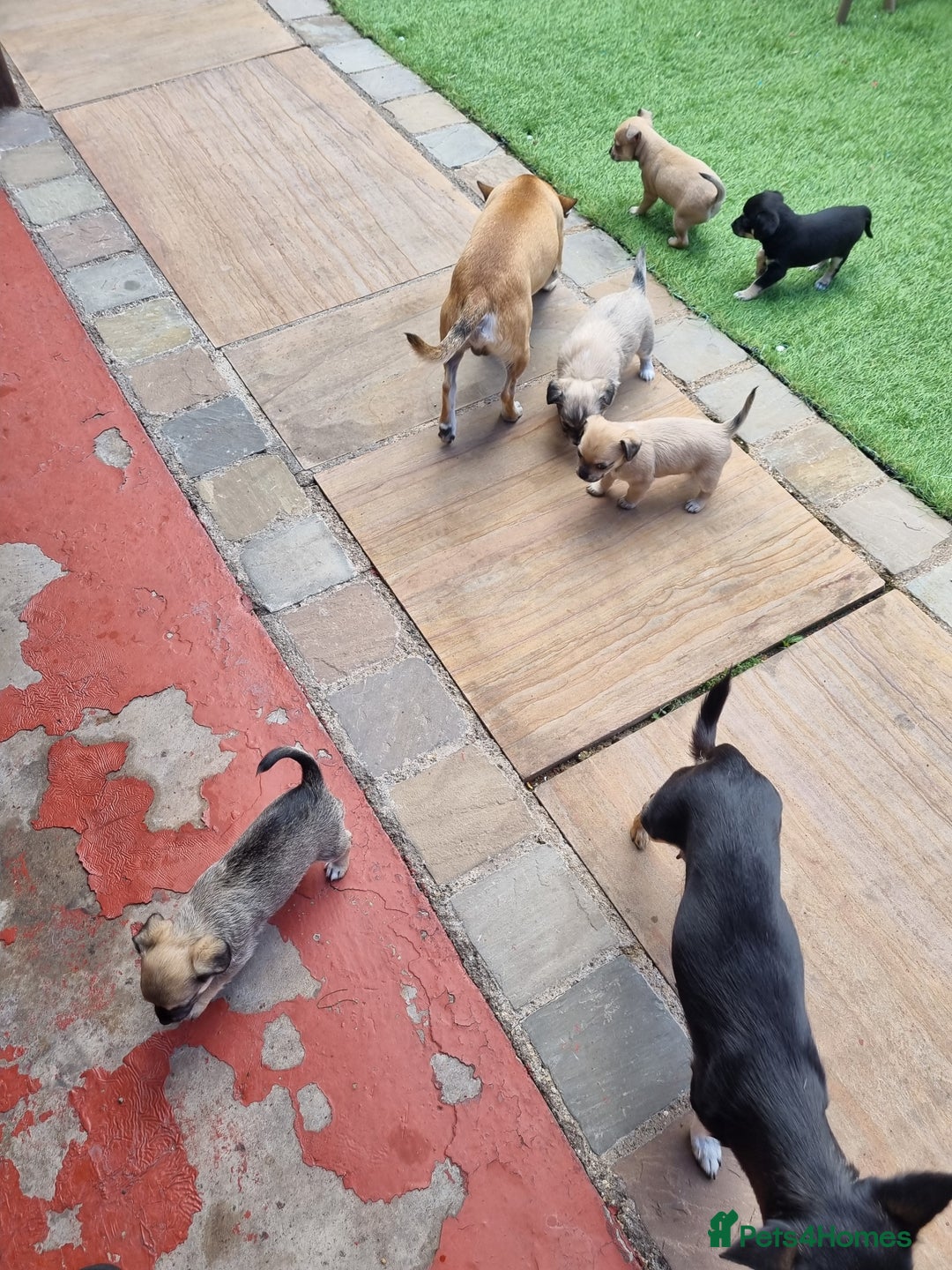 Chihuahua dogs for sale: 5 chihuahua  - Image 2