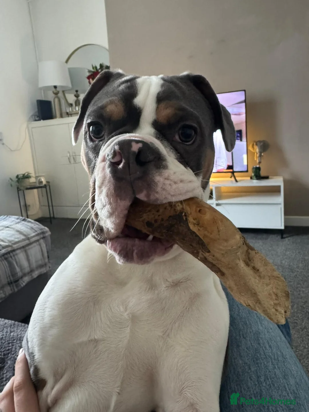 Mixed Breed dogs for sale: Remmie  - Advert 8