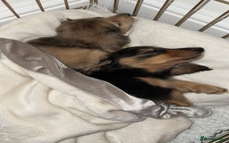 Miniature Dachshund dogs for sale: Omshantipuppies miniature dachshund puppies - Image 6
