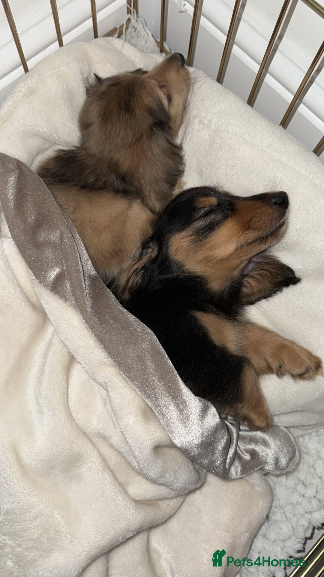 Miniature Dachshund dogs for sale: Omshantipuppies miniature dachshund puppies - Image 6