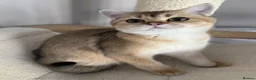 British Shorthair cats for sale: LAST GOLDEN KITTEN LEFT  - Advert 5