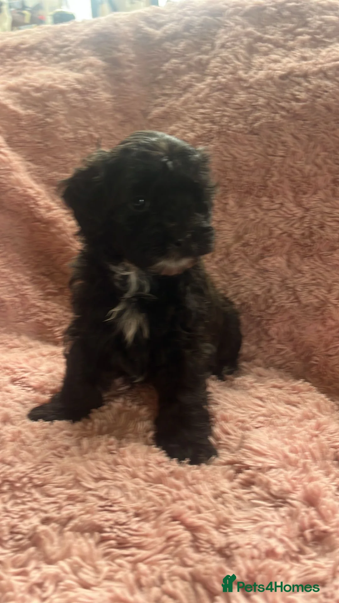 Shihpoo dogs for sale: Imperial shihtzu x toy poodle puppies   - Advert 11