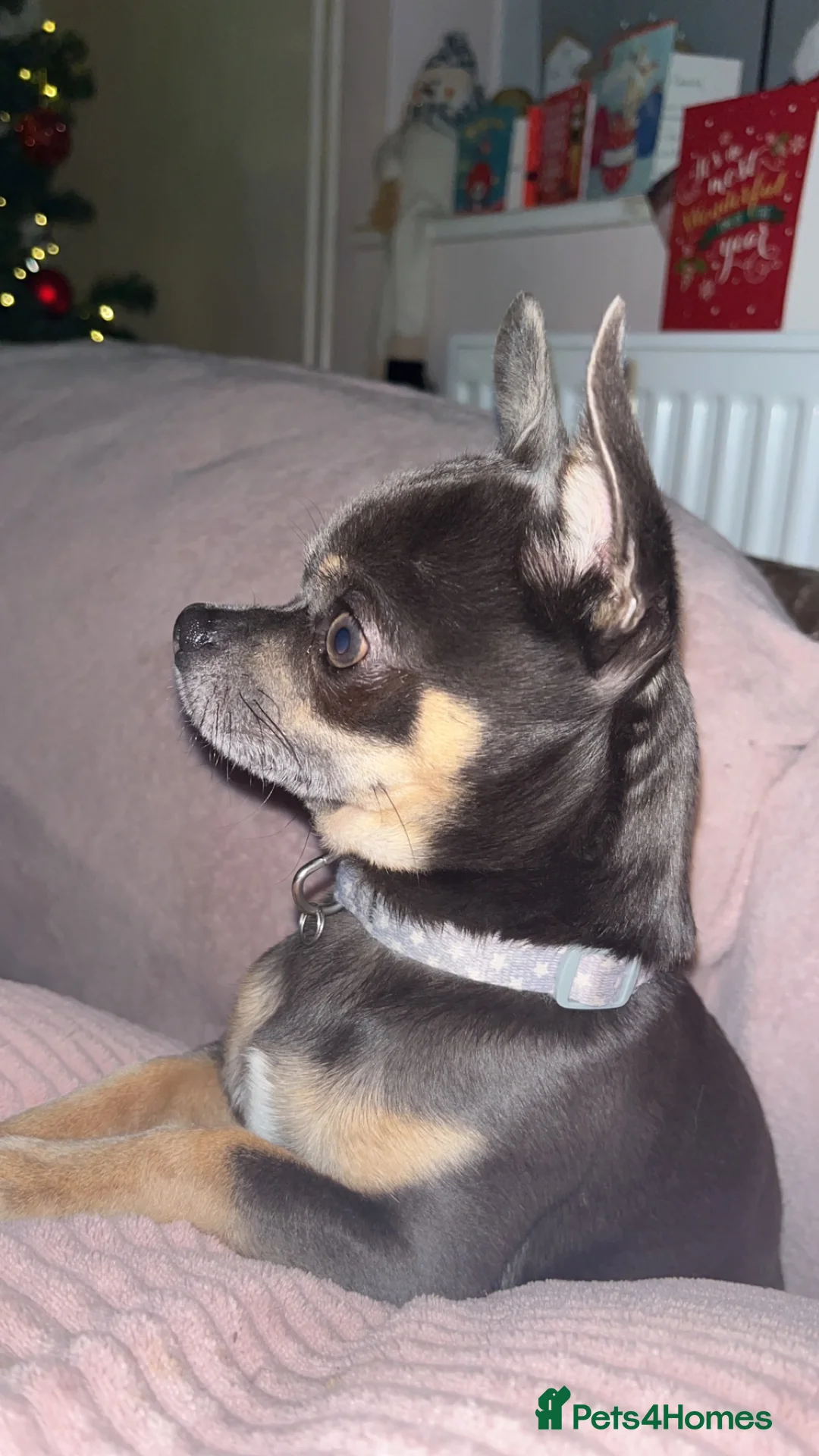 Chihuahua dogs for stud: Small chihuahua stud only not for sale proven  in Bury Saint Edmunds - Advert 18