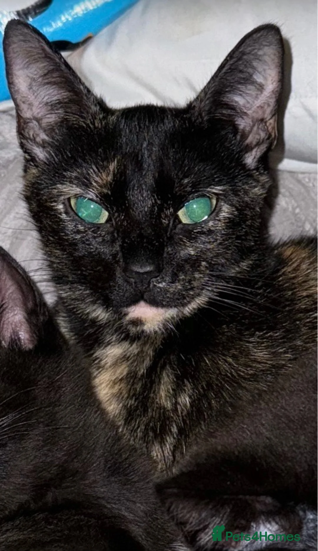 Mixed Breed cats for sale: Mixed Breed Kittens  - Advert 9