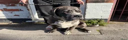 Cane Corso dogs for sale: Cane Corso Male  - Advert 7