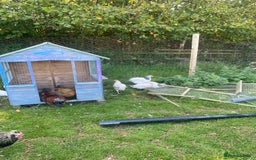 Chickens poultry for sale: Hens available  - Image 2