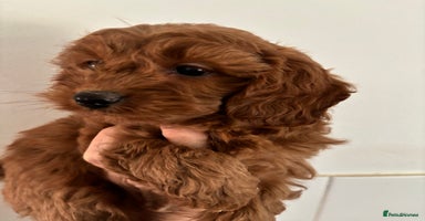 Cavapoo dogs - Advert 13